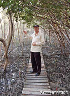 Mangrovenwald