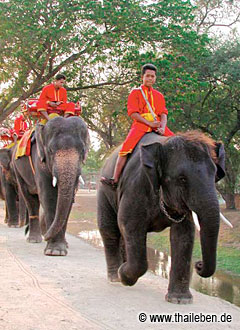 foto_ayutthaya03 Beliebte Touristenattraktion: Ein Ritt auf dem Elefanten am Elephant Camp.